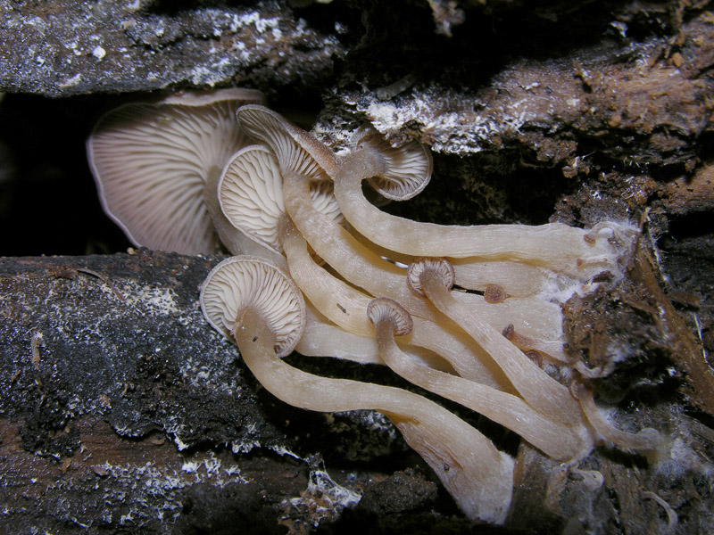 Ci vedrei una Simocybe sp....ma non mi tornano i conti....